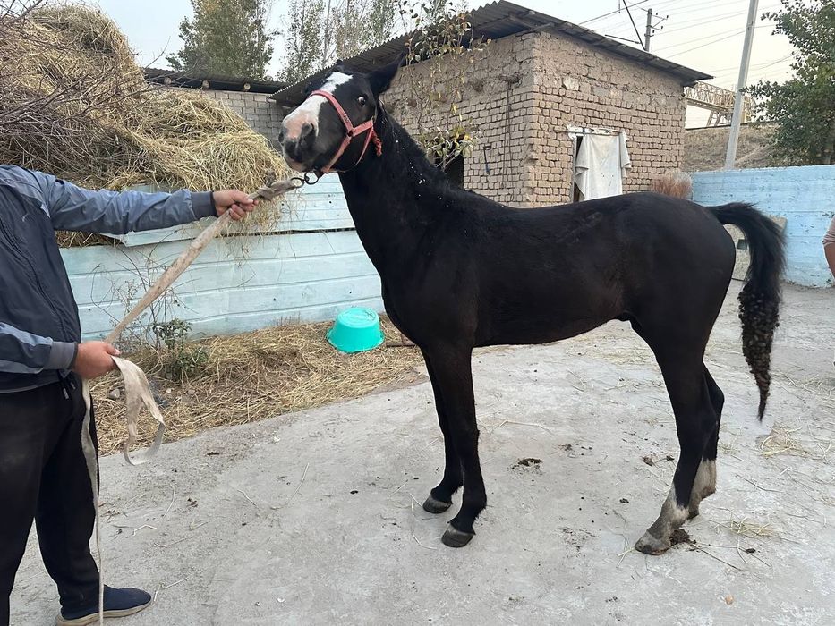 Лошадь Айгыр 1,5 года