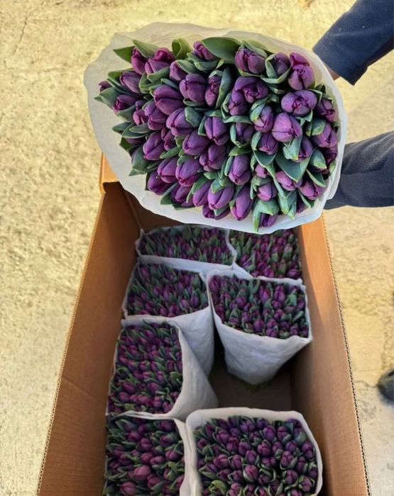 Тюльпаны в розницу на 8 марта