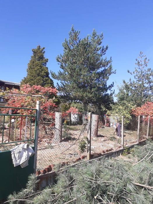 Рязане на опасни дървета