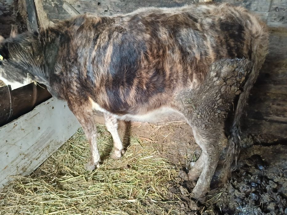 Екі тайынша, бір сиыр