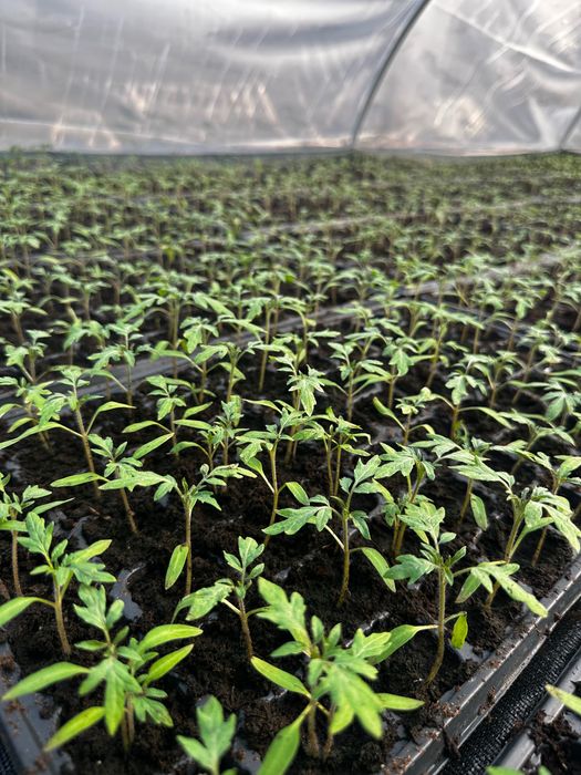 Răsaduri legume si flori Tartasesti