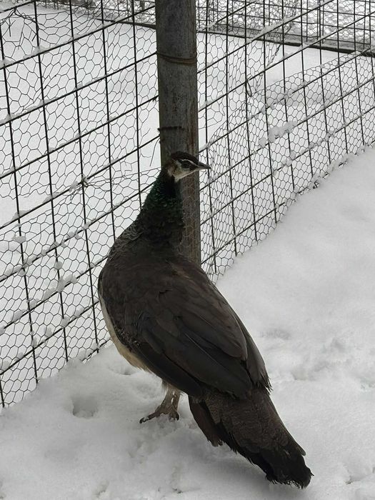 Păuniță crescută la curte