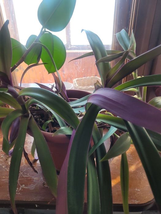 Продам цветок красивый