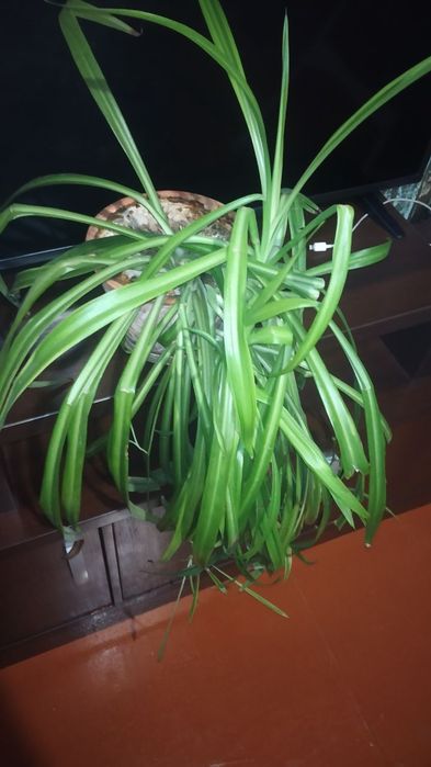 Цветок Хлорофитум.60 000 сум