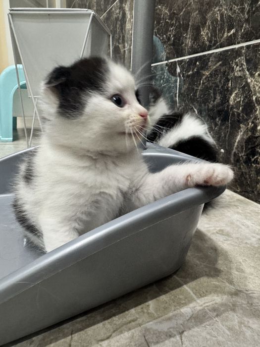 Котята шотландские вислоухие