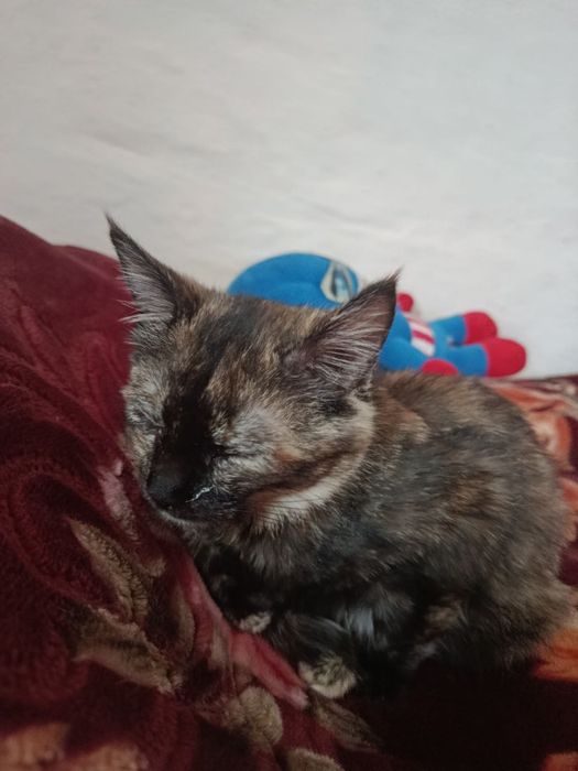 Кошки домашние одна черепашьего цвета,одна белого.