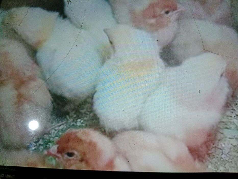 Цыплята куриные и цесариные