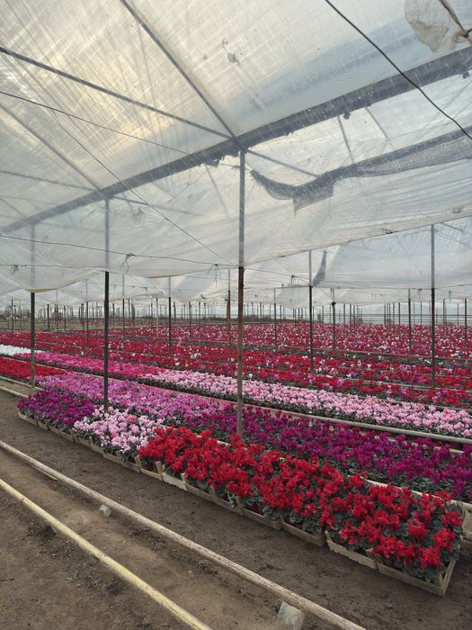 Steklamen Gullar sotuvda