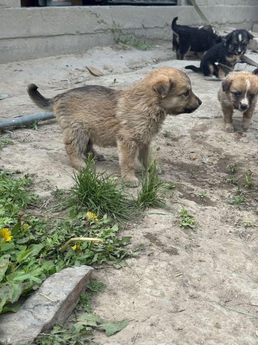 Отдам собак бесплатно