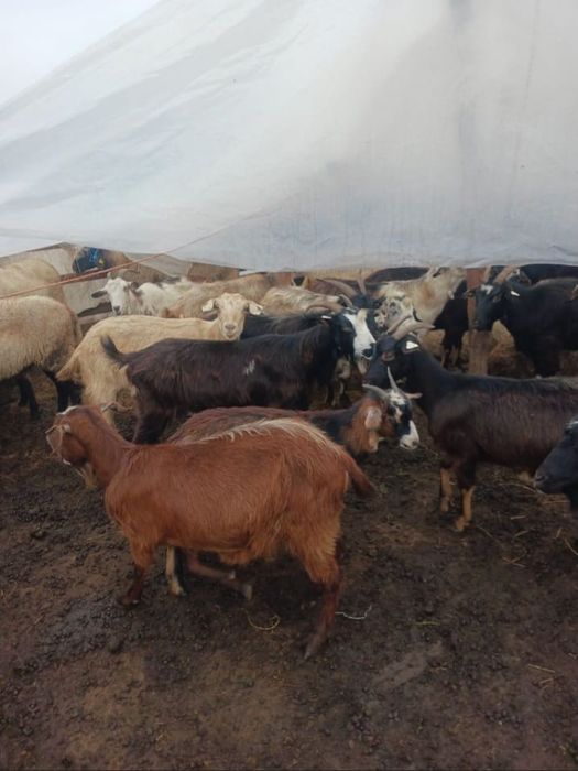 Oferim spre vânzare oi și capre