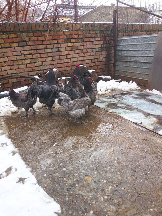 Australorp - Oua pentru incubat