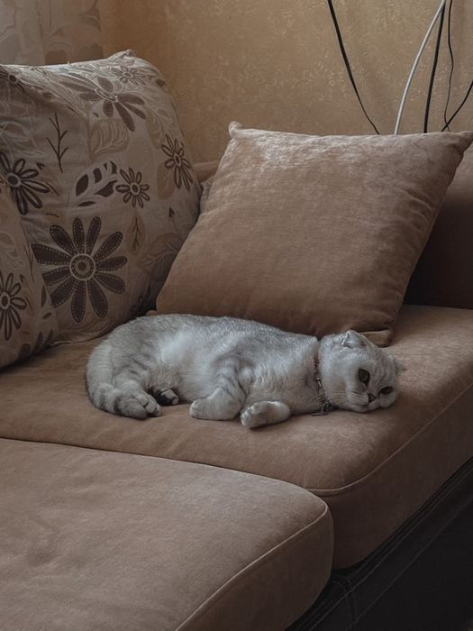 Продам шотландских котят