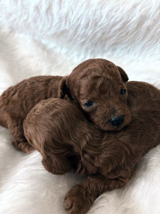 ТОЙ ПУДЕЛ / Toy poodle