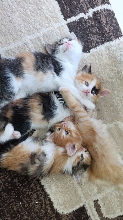 Отдам котят в добрые руки