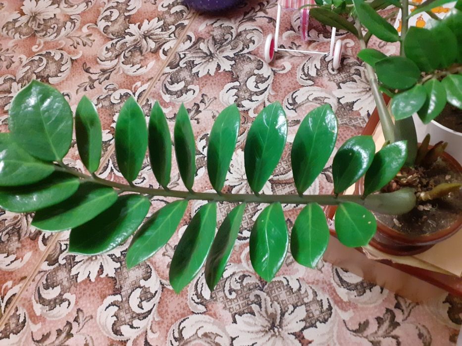 Комнатные растения