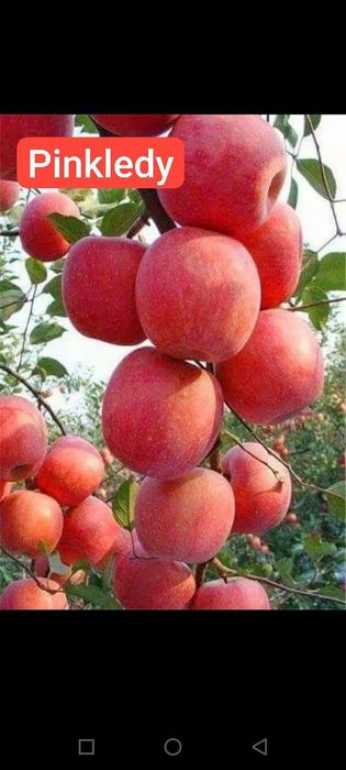 Мевали кучатлар карлик ва полкарлик