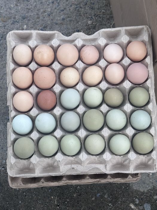 Продам инкубационные яйца