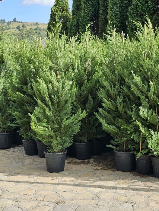 Cupressus leylandii - tuia smaragd ( thuja ) înălțime 1.6m - 1.8m