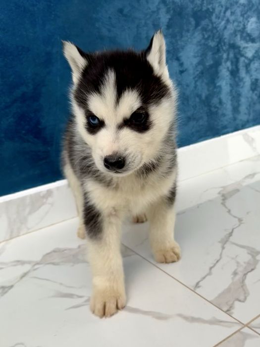 Husky siberian pui