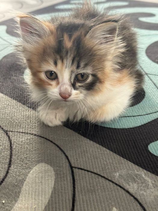 Отдам котят в хорошие руки