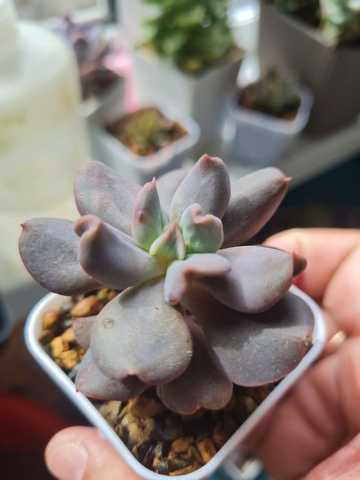 Суккуленты,цветы домашние