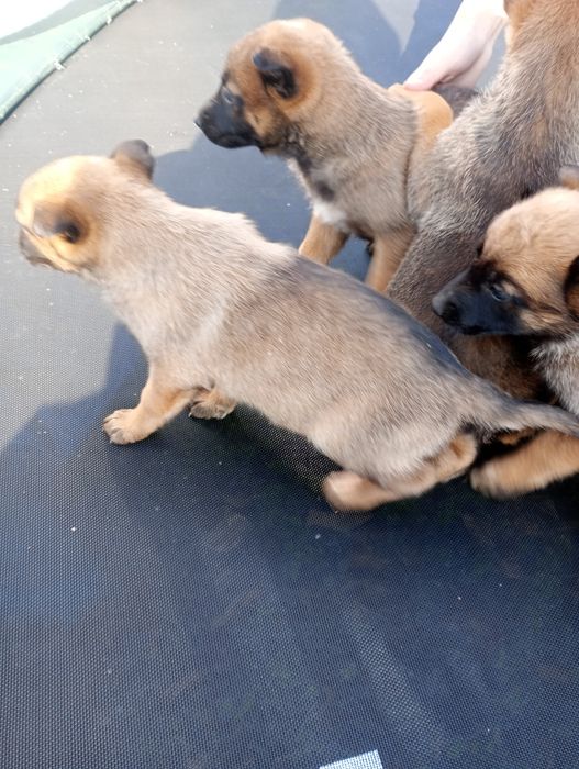 Белгийски овчарки