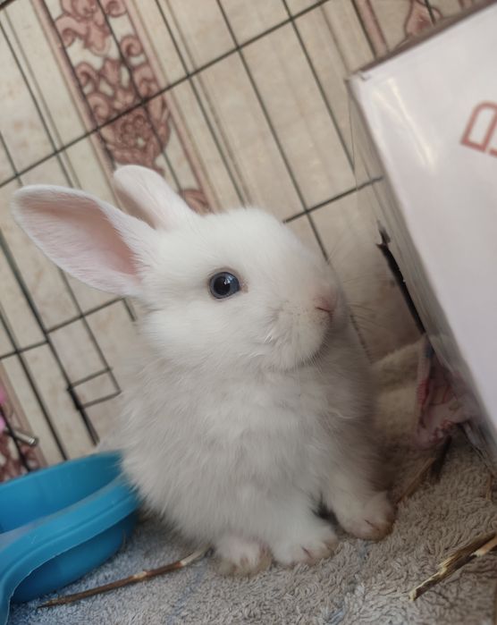 Вязка декоративного кролика