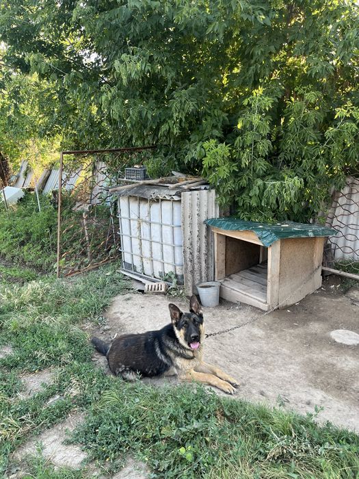 Собака немецкая овчарка
