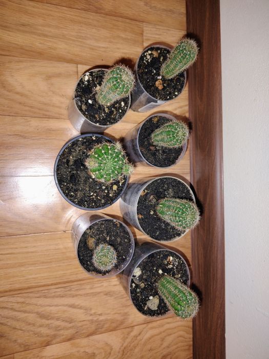 Кактус суккулент