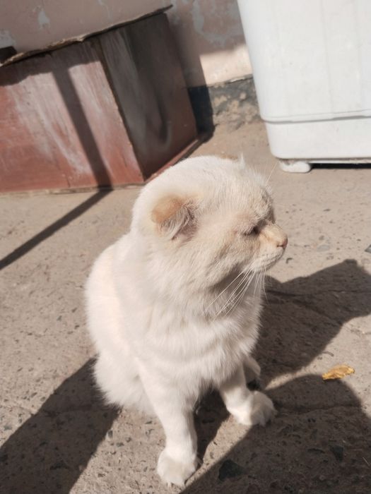 отдам милого кота в ДОБРЫЕ руки.