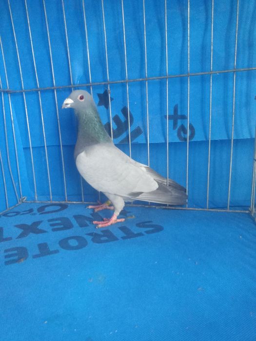 Vând porumbei de rasa