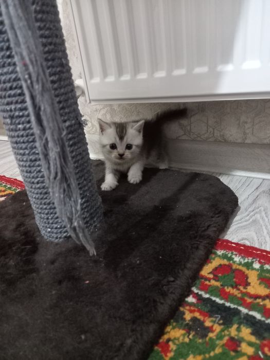 Scottish FOLD  1 oylik toza qon