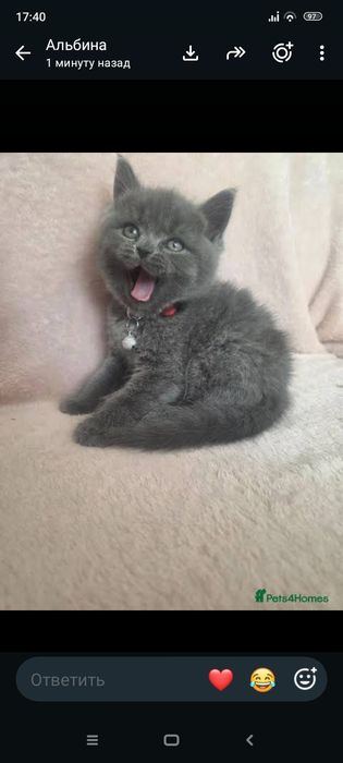 Страйт  1 месяц.Самостоятельные..