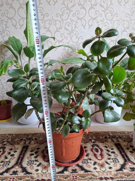 Домашный разные цветы