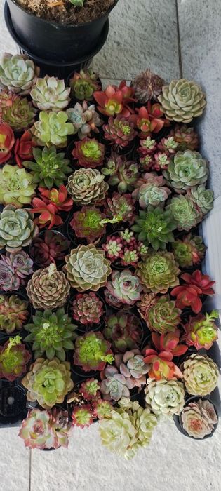 Подарочные цветы на любой праздник