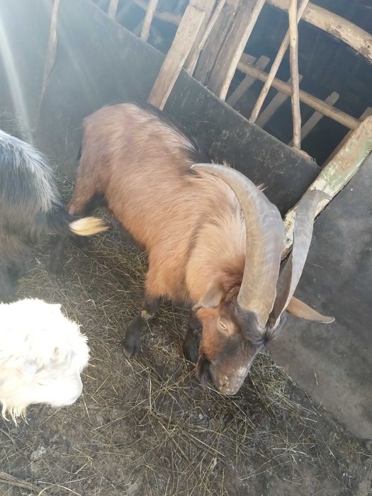 De vânzare 3 tapi și doua iedute