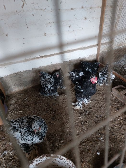 Яйца мраморной брамы