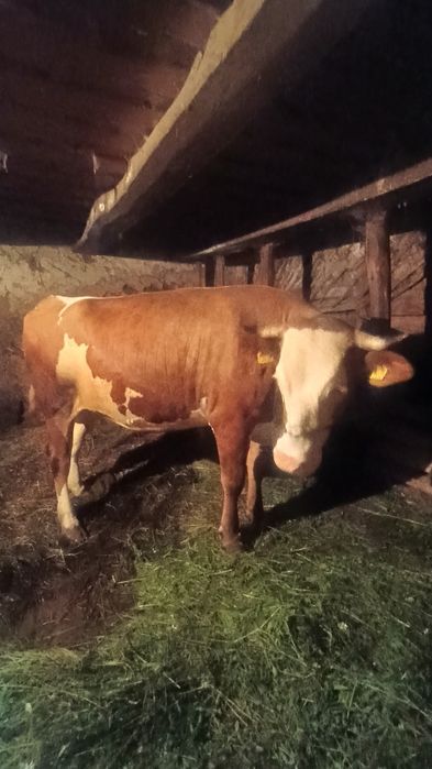 Vând vaca bălțată românească