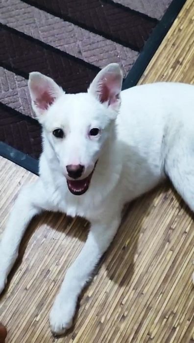 Щенок белой овчарки