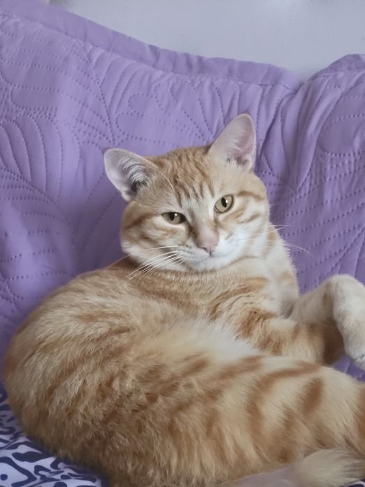 Кот отдам в хорошие руки