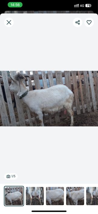 Заненский пародалы сауынды ешкі