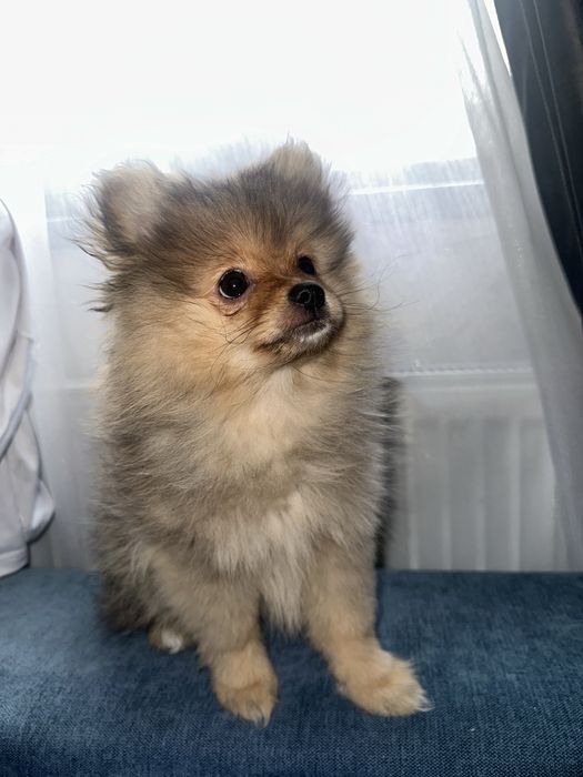 Шпиц померанский девочка 3 месяца