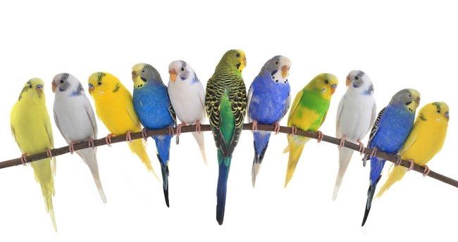 Волнистые попугайчики