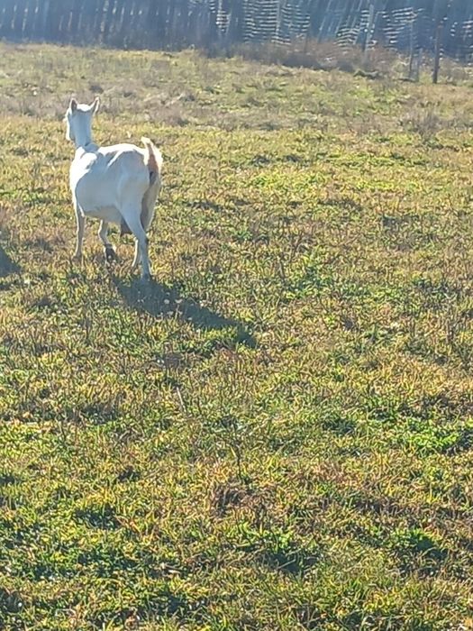 Capre de vanzare șaten și alpine