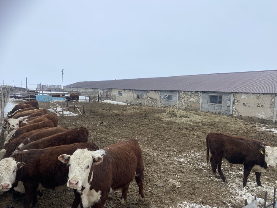 Продам животноводческую ферму