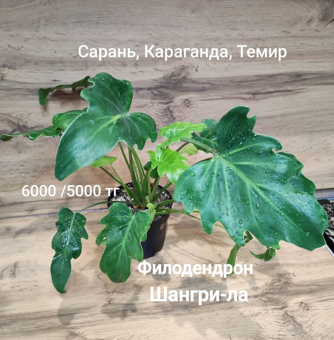 Филодендрон Селоу,Биркин,и т.д