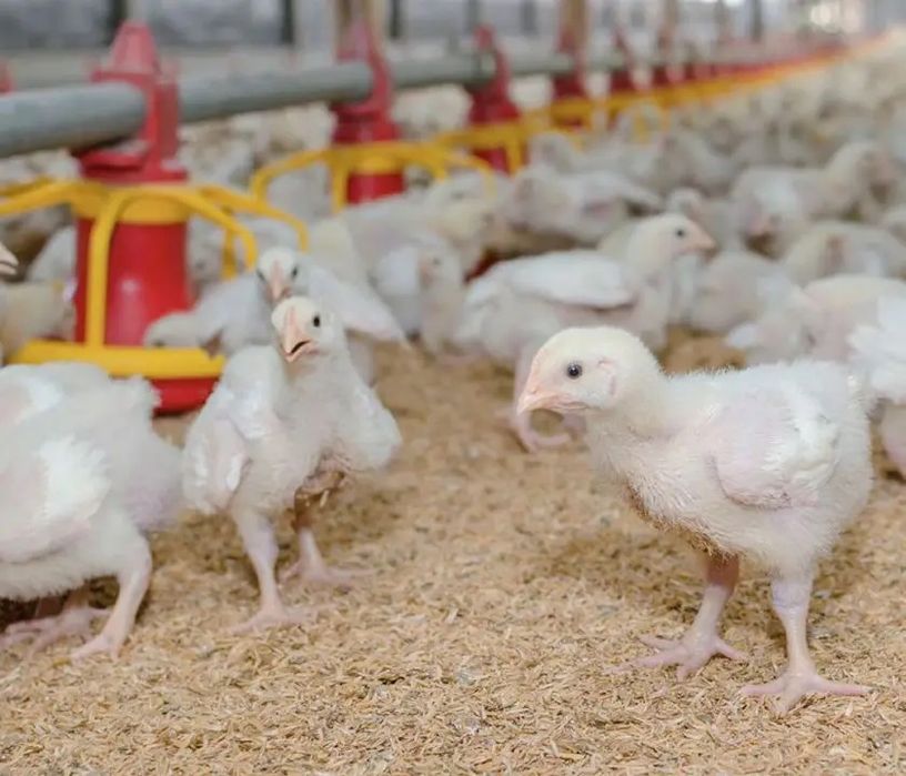 Broller,Qora shaxzoda bor jojasi.