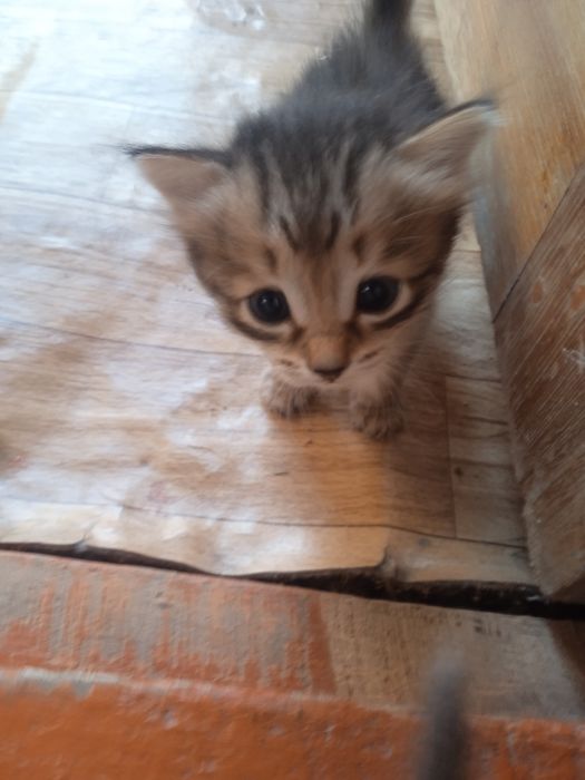 Отдам котят в добрые руки