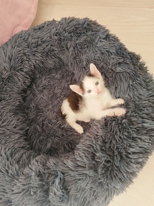 Отдам котят, лоток знают