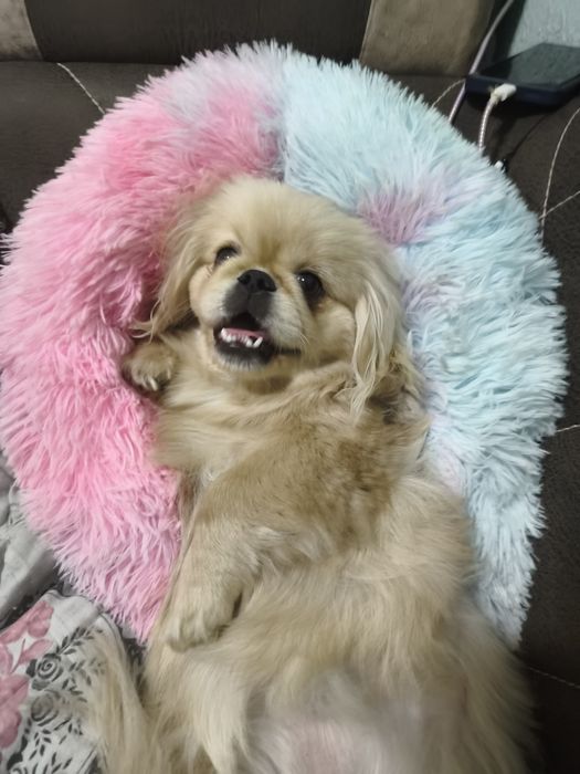 Ищим жениха для своей принцессы